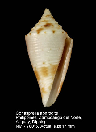 Conasprella aphrodite (5).jpg - Conasprella aphrodite (Petuch,1979) 